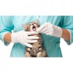 Online Vet-Training Course for only £49.00