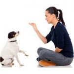 Dog Behaviour and Training Online Course for only £19.00