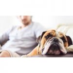 Online Pet Care 4-Course Bundle for only £49.00