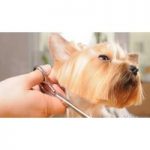Ultimate Guide to Dog Grooming Online Course for only £16.00