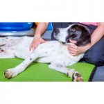 Animal Care Course Bundle – 5 Courses! for only £19.00