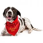 Preparing For Pet Adoption Online Course for only £29.00