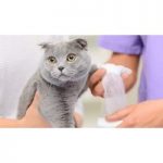 Pet First Aid and CPR Course for only £19.00