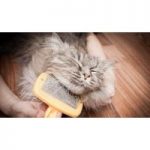 Essential Cat and Kitten Care Online Course for only £19.00