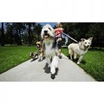 Animal Training & Pet Sitting Course for only £19.00