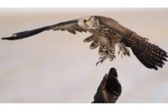 3-Hour Falconry Experience – 6 UK Venues for only £24.00