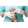 Online Vet-Training Course for only £49.00