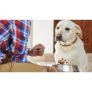 Pet Nutrition Online Course for only £19.00